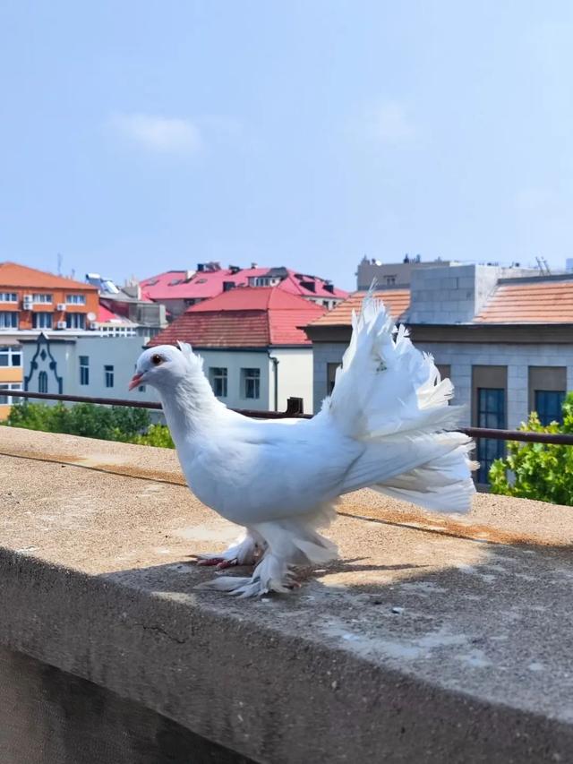 琴岛漫步：有比青岛更浪漫的地方不？