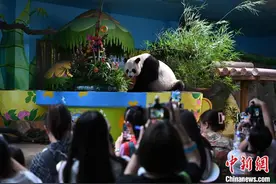 全球唯一大熊猫三胞胎十周岁 获两项吉尼斯世界纪录认证图片