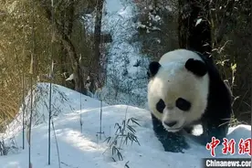 甘肃线上线下全方位呈现野生大熊猫“吃喝拉撒”图片