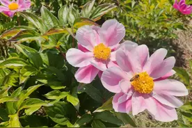 南墅两百亩芍药花浪漫绽放！市民可远观不可近玩，芍药“怕疼”图片
