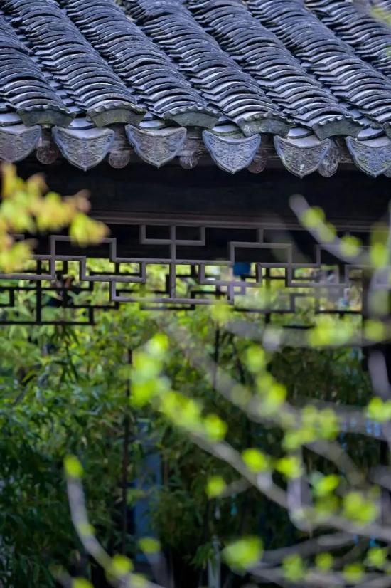 都市天际线下的葡萄藤 是上海马陆镇的混搭美学