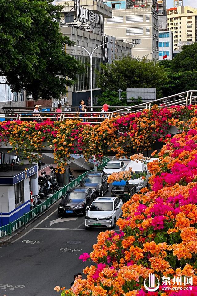 繁花满目 泉州古城秋日胜春朝