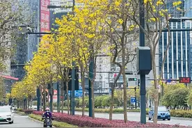 春日浪漫！南宁路边的黄花风铃木悄然绽放图片