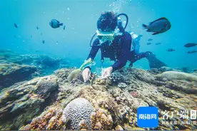 修复后的蜈支洲岛珊瑚礁，吸引众多海洋生物图片