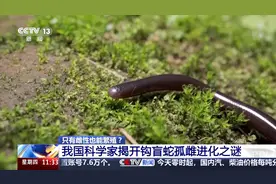 总台看四川丨只有雌性也能繁殖？我国科学家揭开钩盲蛇孤雌进化之谜图片