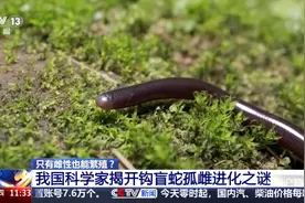 总台看四川丨只有雌性也能繁殖？我国科学家揭开钩盲蛇孤雌进化之谜图片