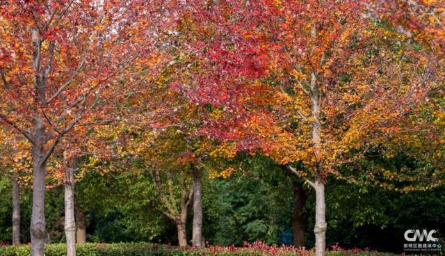 来崇明，邂逅“美拉德”风美景