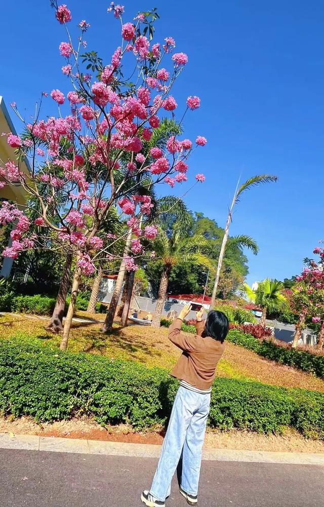 盛花期！流花湖畔迎来“冬日浪漫”！