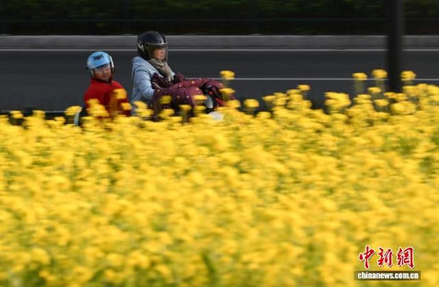 浙江杭州：油菜花冬季开放吸引游人