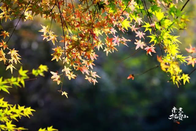 栖霞山红叶实拍+周末活动，不信你不动心！
