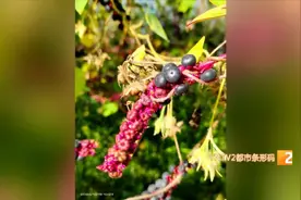 有毒，千万别吃！昆明也有……图片