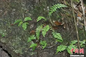 广东丹霞山发现蕨类植物新种——国达铁角蕨图片