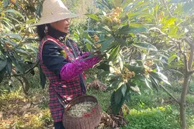 花茶一斤能卖4000元，枇杷盛花期，杭州临平果农正忙图片