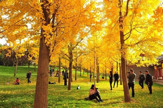曲江银杏观赏季丨漫步金色世界，享受秋日时光