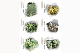 春日这些常见的花草，原来都是中药（服务窗）图片