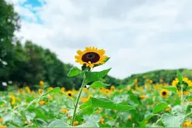 初秋的世纪公园内有哪些美丽的花呢，一起来欣赏！图片
