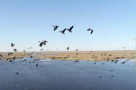 闪电评论丨山东生态保护新画卷 鸟儿来“代言”图片
