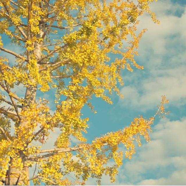 在上饶婺女洲美美入冬，朋友圈可以这样发→