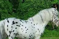 地球上最美的10匹马，阿克哈-塔克马称王，阿拉伯马位居第二！图片