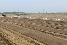 云梦道桥镇：小田变大田 稳产又增收图片