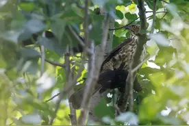 密云生态成绩单再添重笔：这五种珍稀鸟类密云区首次记录图片