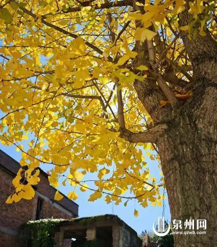 金叶万扇舞秋风：深秋 山野便染尽金色 银杏成最耀眼的主角