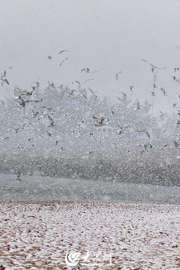 四季予你｜烟台：雪舞海畔，海鸥争涛