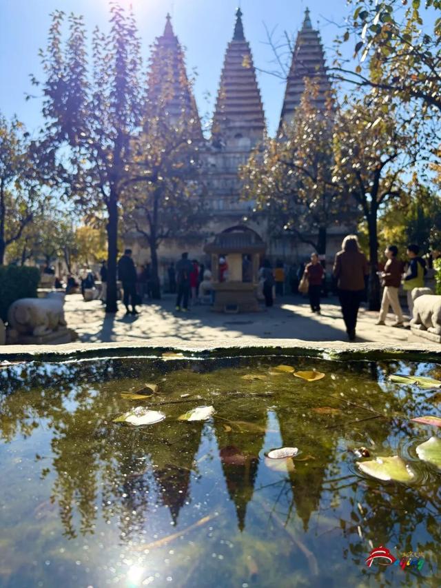 金色瀑布！北京这些千年古银杏正在最佳观赏期！