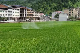 贵州镇远：无人机飞越田间 助力水稻增收图片