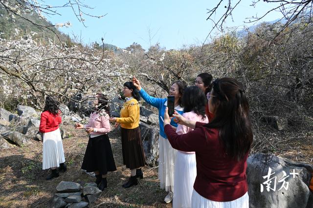 阳山杨梅镇千亩李花提前绽放，花开似海引客来