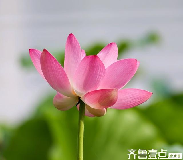 壹点号·秀山东|大明湖的荷花之美，早已融入济南的城市灵魂