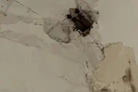 一天200起！白蚁又杀疯了，专家：今年数量比往年少，但根治很难图片