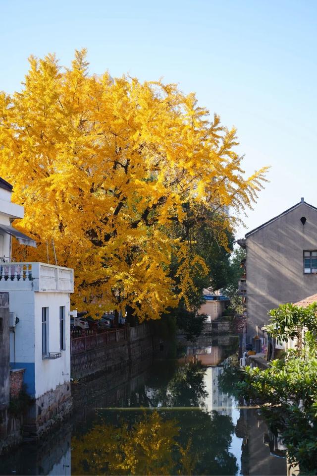 金山这些地方“含金量”满满，再不去等明年…