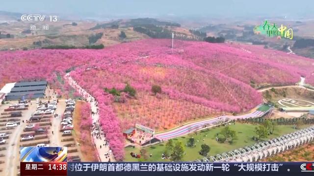 宜良樱花谷：石漠化荒山开出千亩花海