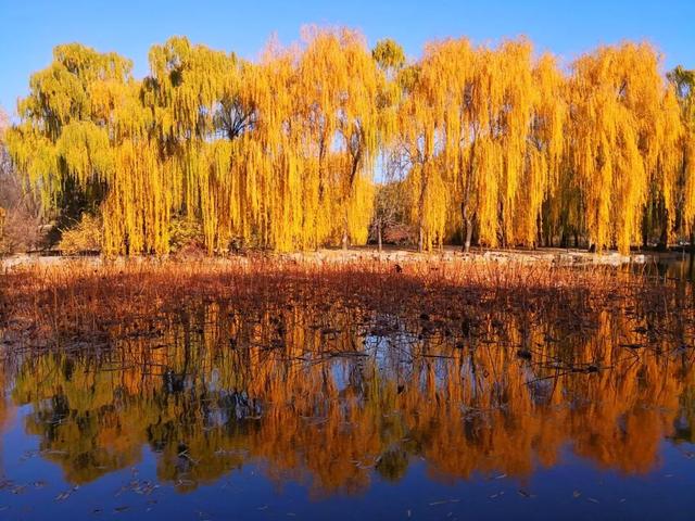 在圆明园看一片颠倒的世界