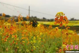 四川贡井：油菜花盛开 市民争相赏花游玩图片