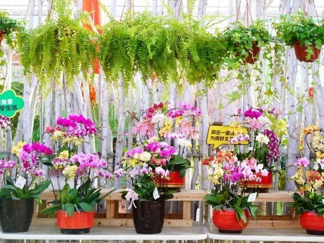 北京号最精彩 | 赶600年大集、赏冰封玫瑰！年前就去这→