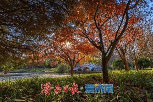 一年四季 泉在济南丨济南降温迎清透蓝天 南郊宾馆公园冬日景致美如画