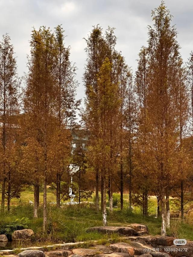 摘甜橙、赏红枫……龙岩初冬玩法上新