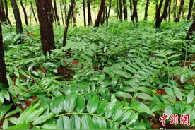 中医药学者研究发现：“皖药”黄精有助疗“惊弓之鸟”伤图片