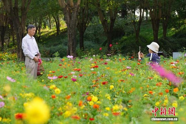 北京圆明园秋英花绽放 如彩色地毯铺展