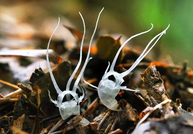 他初中毕业后终身不婚，荒野舍命工作20年，被一群博士封神