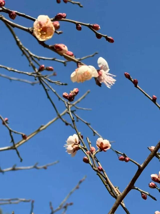 无锡梅园重要通知！