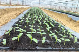 武鸣区府城镇：哈密瓜苗长势好 立秋移栽正当时图片