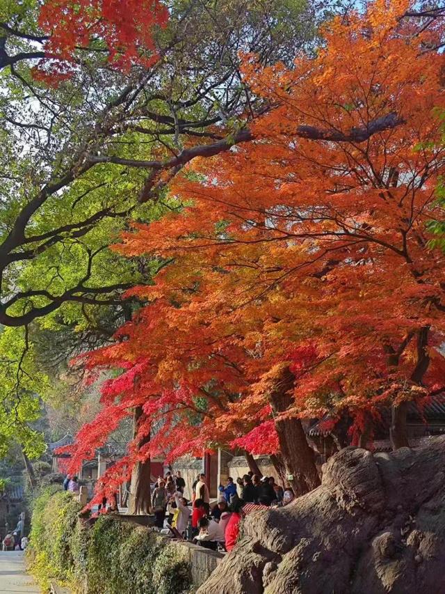 抵青高铁票和机票别丢！解锁冬日崂山半价优惠