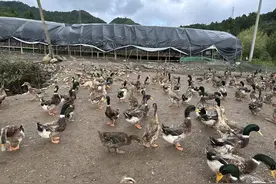 独山：乡村振兴“鸭”先行 绿色养殖产业兴图片