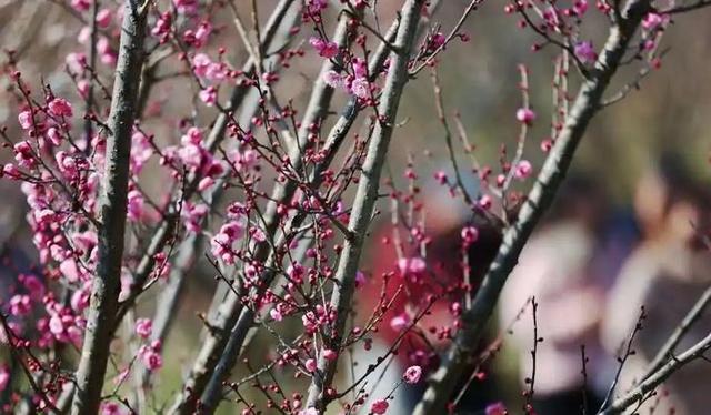 贵州冬韵：梅香入骨，花海先春