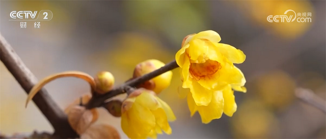 “文化游”“赏花游”“错峰游”解锁“冬日经济”新活力 文旅市场消费潜能持续释放