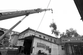 老树连根倾倒压坏房屋 网格员第一时间协调解决图片