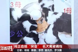 名贵纯血边牧被人掉包，女主人报案，北京警方：两名离职员工被刑拘图片